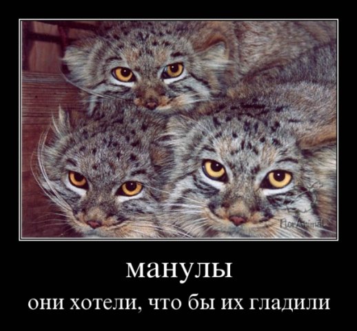 http://cs1940.vkontakte.ru/u23747728/80170842/x_932800e8.jpg