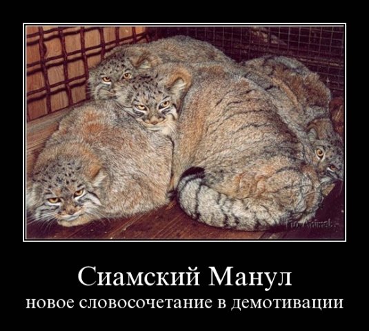 http://cs1940.vkontakte.ru/u23747728/80170842/x_a7a6399b.jpg