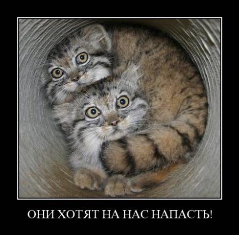 http://cs1940.vkontakte.ru/u23747728/80170842/x_b548eaaf.jpg