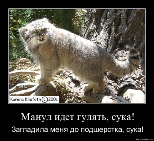 http://cs1940.vkontakte.ru/u23747728/80170842/x_f621551d.jpg